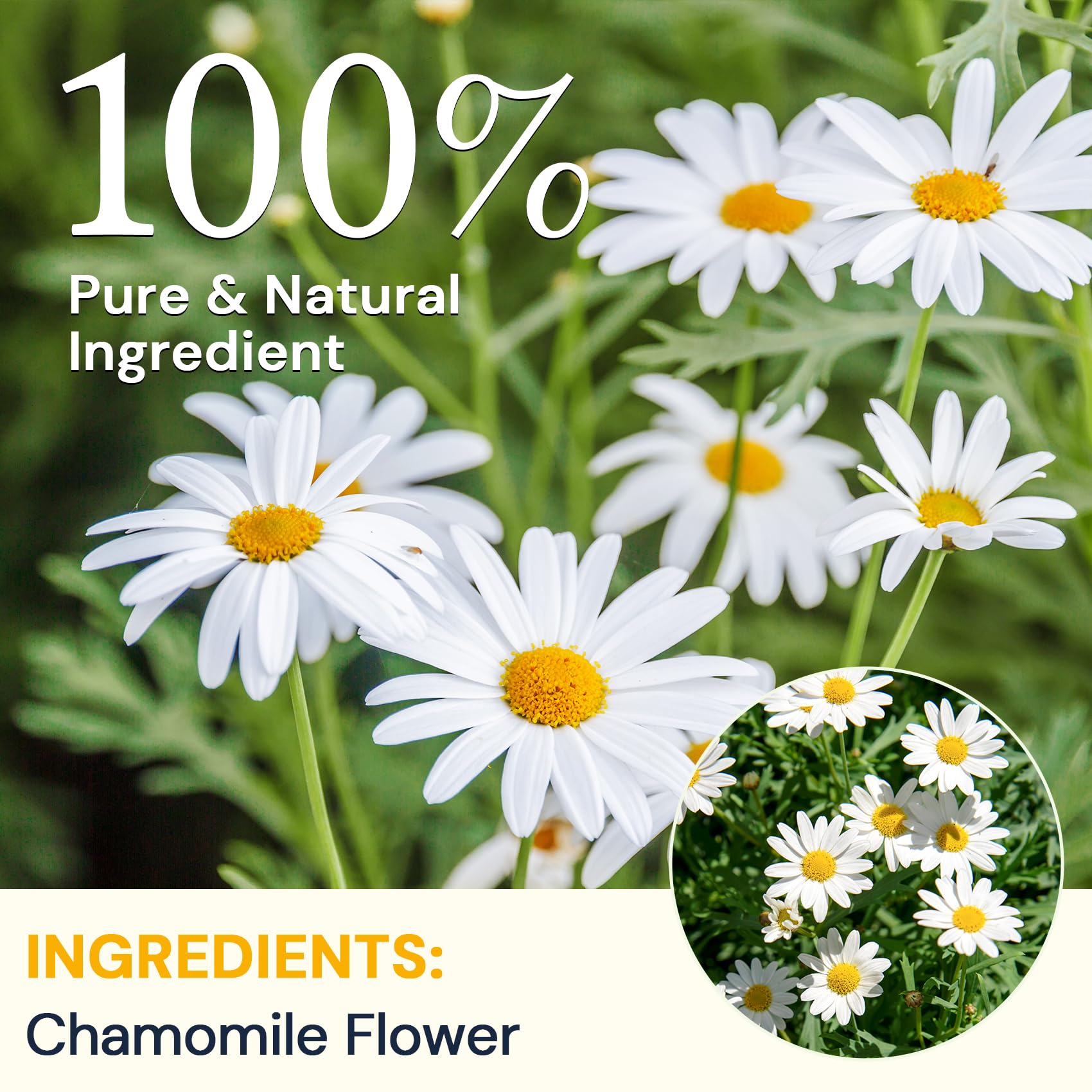 Chamomile Tea 2